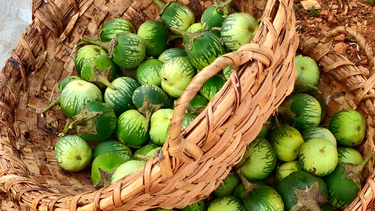 Mattu Gulla: The Sacred Brinjal of Udupi